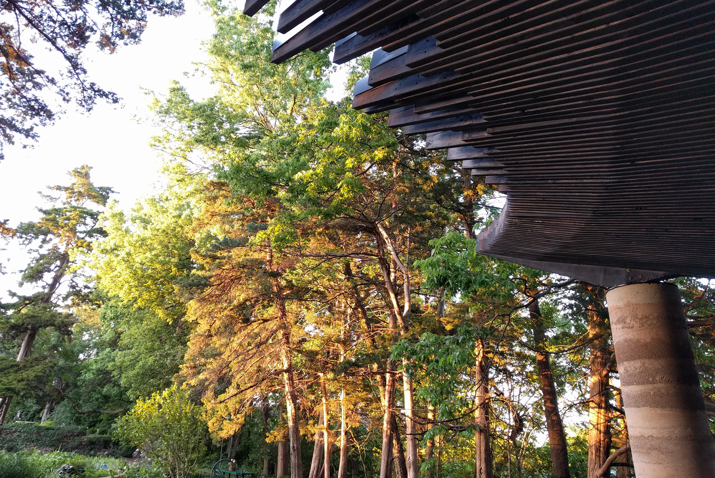 Sensory Pavilion, the feathered edge of the canopy